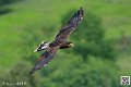 caracara_5792