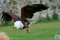 pygargue_5766