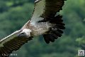 vautour_5845