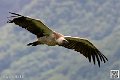 vautour_5847
