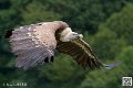 vautour_5859