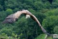 vautour_5861