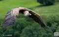 vautour_5862