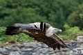 vautour_5863