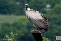 vautour_5865