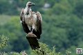 vautour_5866