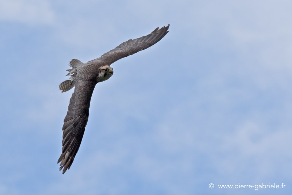faucon_5926.jpg