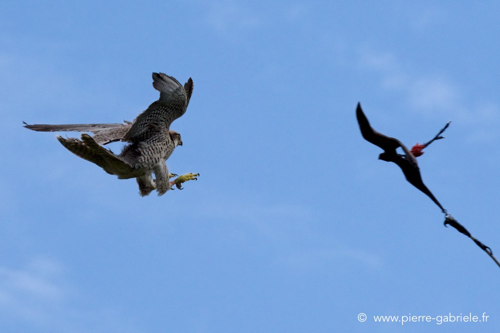 faucon_5973.jpg