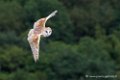 effraie_6002