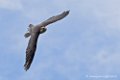 faucon_5926