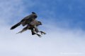faucon_5972