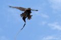 faucon_5974