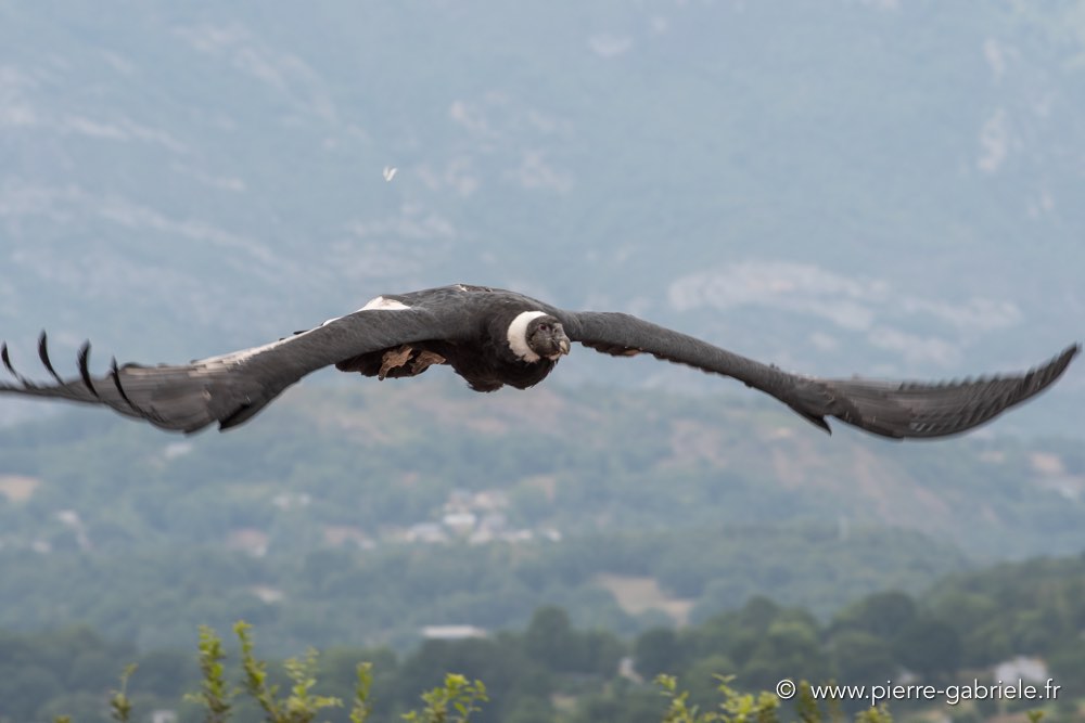 condor-d500_6029.jpg