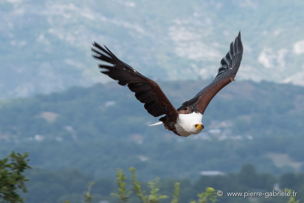 pygargue-d500_5953.jpg