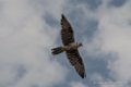 faucon-d500_5963