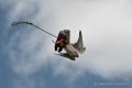 faucon-d500_5969