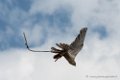 faucon-d500_5971
