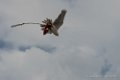 faucon-d500_5972