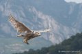 harfang-d500_5999