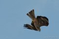 milan-d500_5985