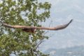 vautour-de-ruppell-d500_6020