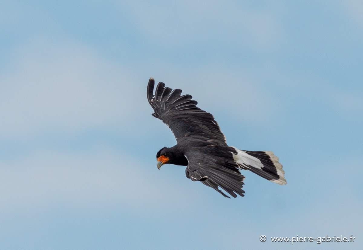 caracara-g92_7277.jpg