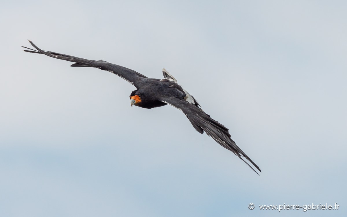 caracara-g92_7278.jpg