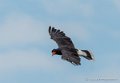 caracara-g92_7277