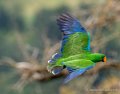 eclectus-g92_7351