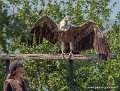 brenda-vautour-g93_2648