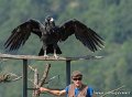 stagiaire-condor-g93_2642