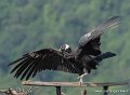 stagiaire-condor-g93_2645