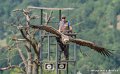 stagiaire-vautour-g91_7125