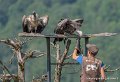 stagiaire-vautour-g93_2635