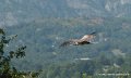 vautour-g91_7130