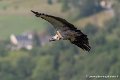 vautour-g93_2641