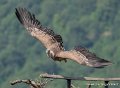 vautour-g93_2651