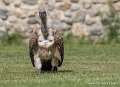 vautour-g93_2653
