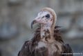 vautour-capuchon-g91_0532