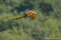 ara-g93_0725