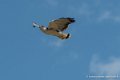 buse-des-augures-g91_0631