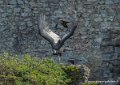 condor-g91_0685