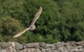effraie-g91_0635