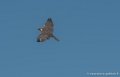 faucon-g91_0552