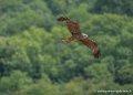 milan-g91_0578
