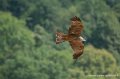 milan-g91_0588
