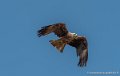 milan-g91_0614