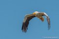 percnoptere-g91_0574