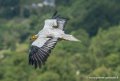 percnoptere-g91_0584