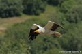 percnoptere-g91_0591